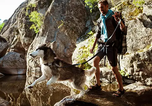 Mountain Dog Trekking